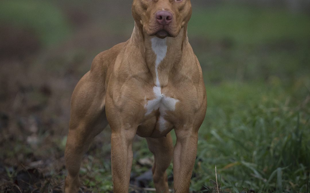 J.C.Stable the Show Must Go On aka Nevia